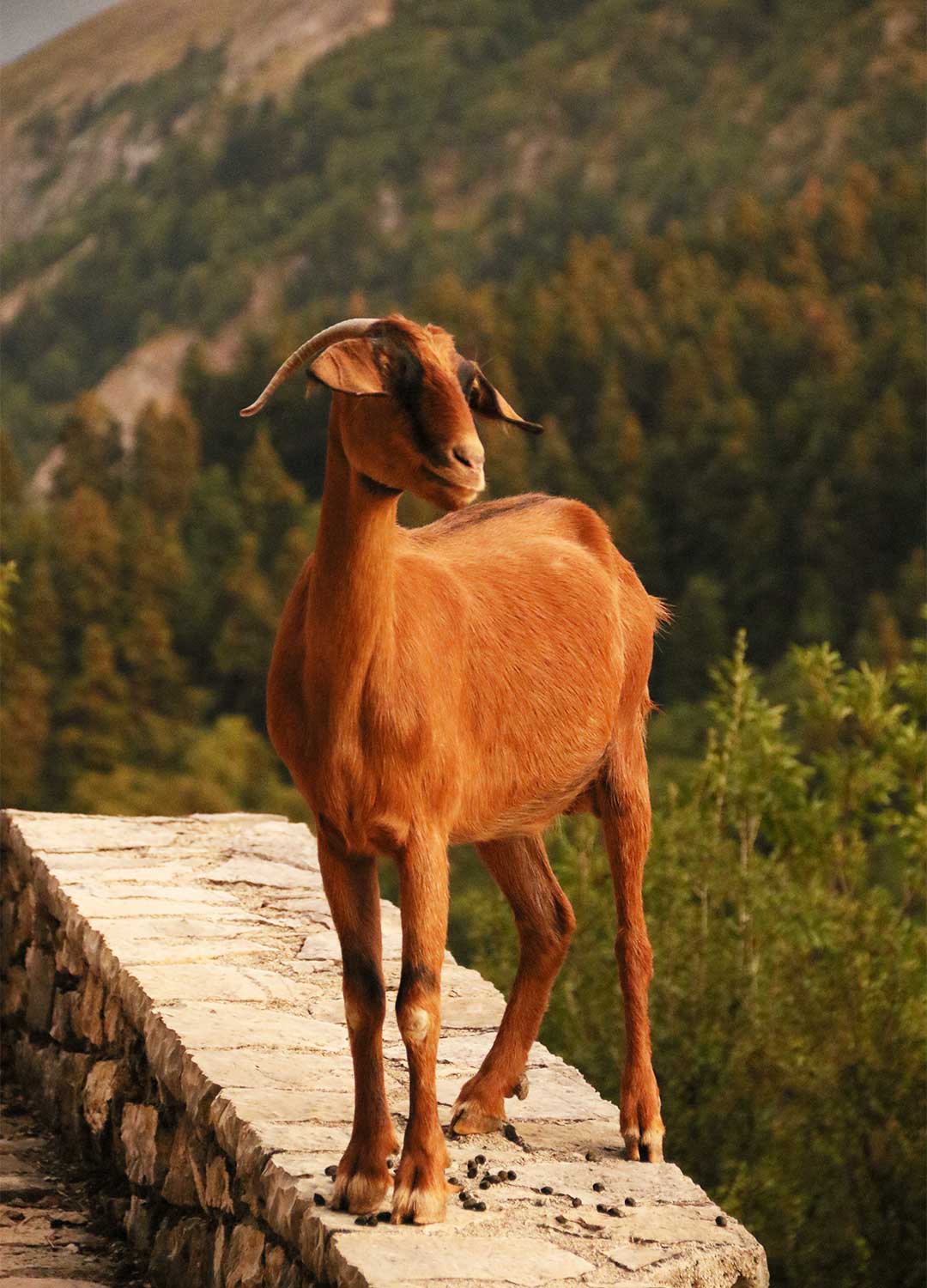 goat-tzoumerka